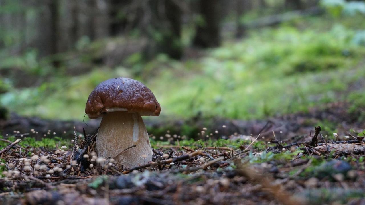 Le Vallon D'Armandine, Gite Ecologique Auvergne Saint-Hilaire  ภายนอก รูปภาพ