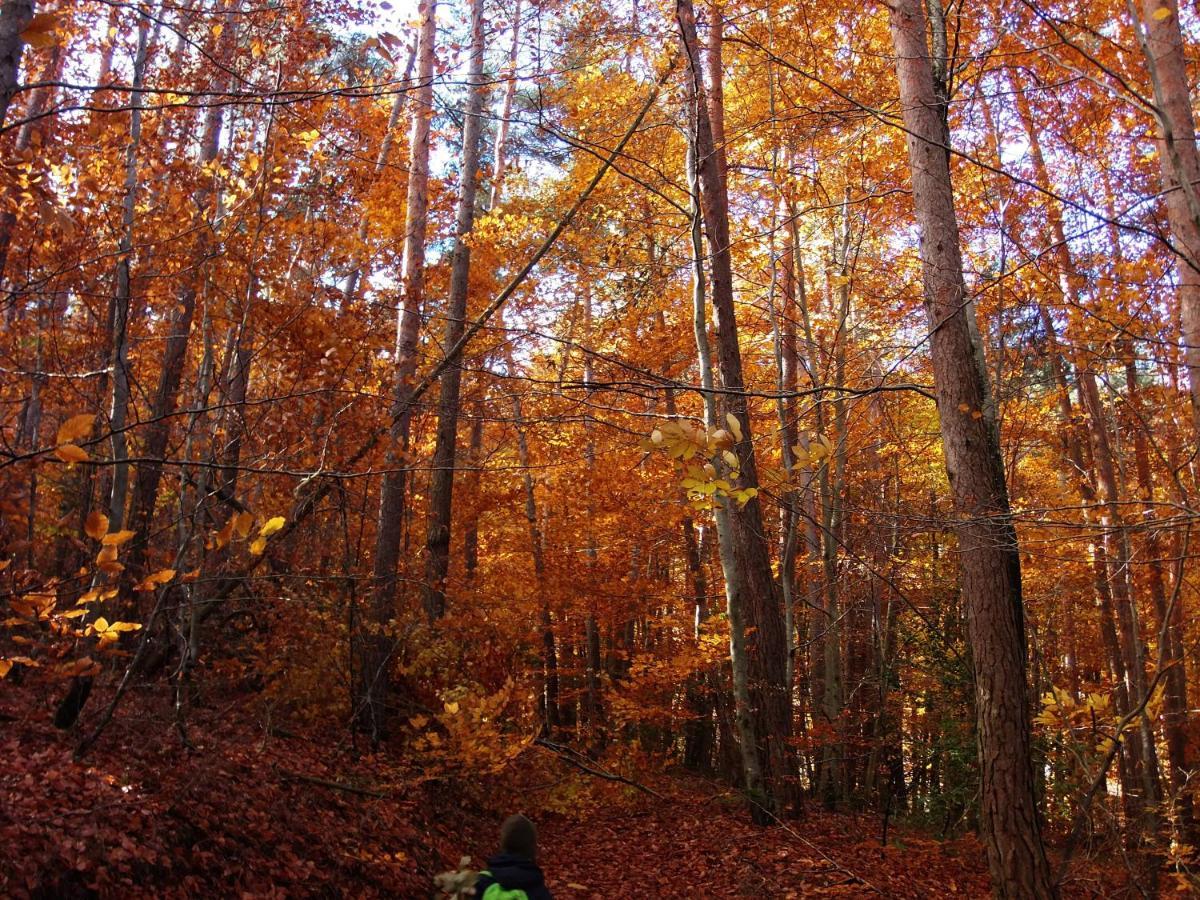 Le Vallon D'Armandine, Gite Ecologique Auvergne Saint-Hilaire  ภายนอก รูปภาพ